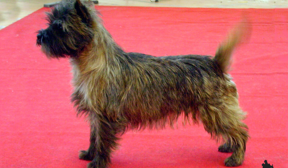 Galleria foto Cairn Terrier
